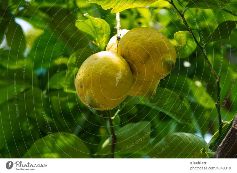 Von der Sonne verwöhnt - mehrere Zitronen hängen reif an einem Ast von der Sonne beschienen Bio hängend frisch Lebensmittel Gesundheit gelb Zitrusfrüchte Frucht