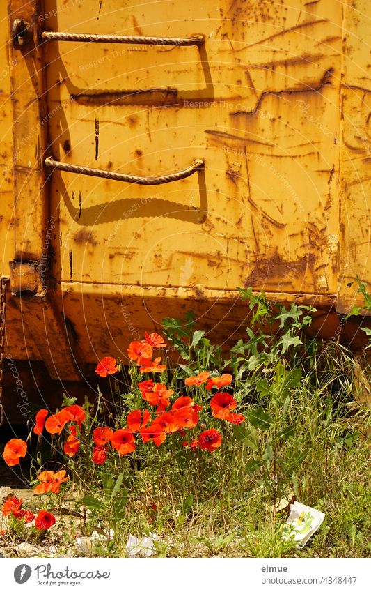roter Klatschmohn vor einem orangefarbenen Container / Mohntag / Natur und Technik Klatschmohnblüten roter Mohn Mohnblüte Blume Wiese Sommer Mulde Recycling