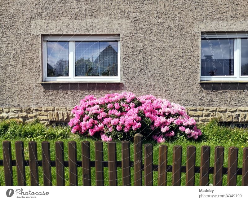 Holzzaun vor einem grünen Vorgarten mit rosa Blüten eines Strauch und alter Fassade in Beige eines Wohnhaus der Sechzigerjahre im Sommer bei Sonnenschein in Hagen bei Lage in Ostwestfalen-Lippe