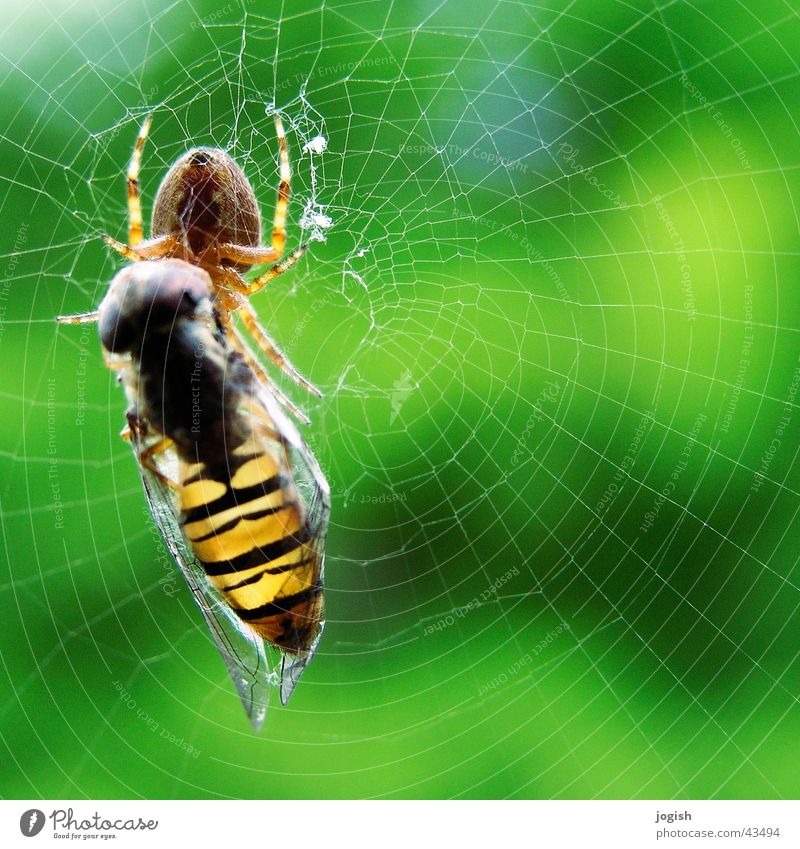 Gefangen im Netz Schwebfliege Spinne gefangen Futter Dieb