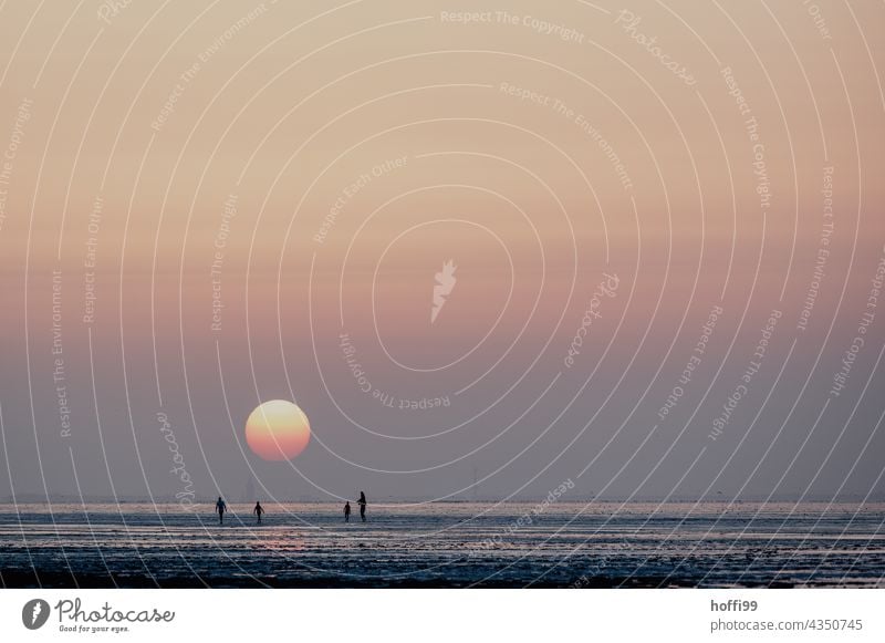 Sonnenuntergang im Wattenmeer - schön ruhig und entspannt Nordsee Wattwandern Gezeiten Sonnenaufgang Küste Sonnenlicht Strandleben maritim Wattwanderung einfach