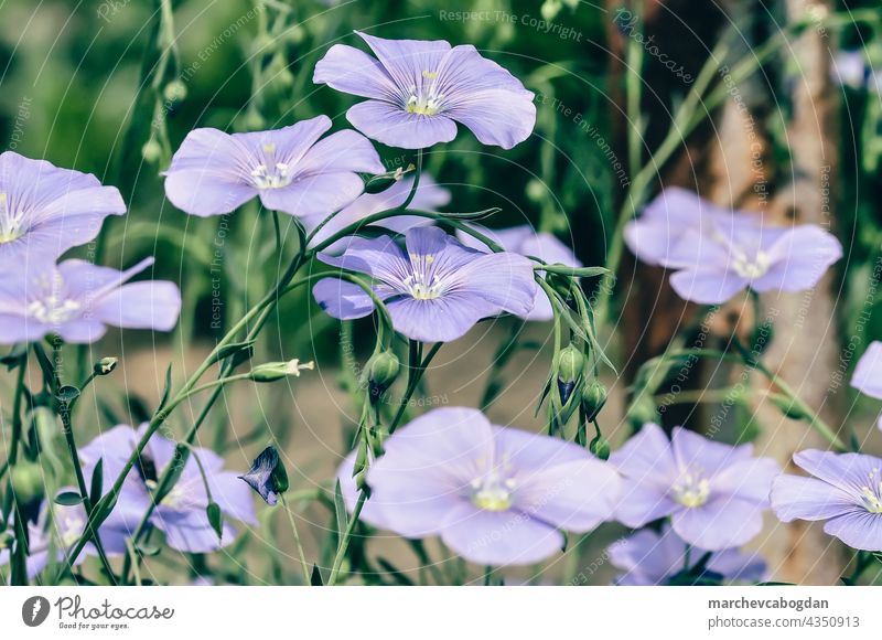 blaue Petunie Blumen im Garten Natur Sommer Pflanze Flora Blütezeit purpur geblümt grün Blütenblatt im Freien Frühling Farbe Gartenarbeit Blatt Botanik frisch