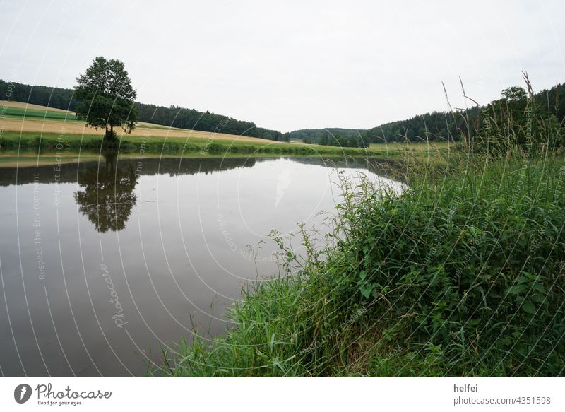 Fluss Regen ruhig dahinfließend mit einsamen Baum der sich im Wasser spiegelt und grüne Wiese im Vordergrund in Bayern Landkreis Regen Oberpfalz Kanutour Idylle