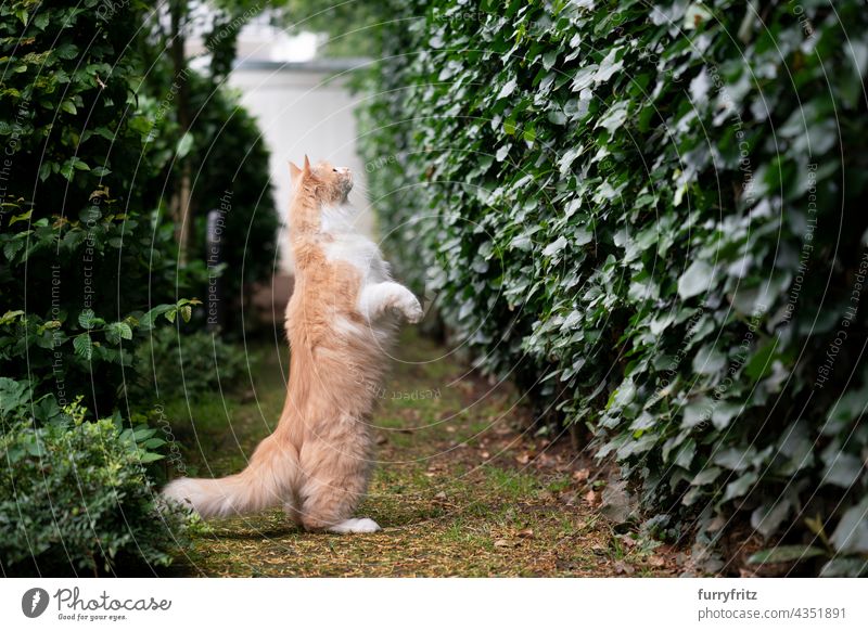 neugierige maine coon cat auf den hinterbeinen stehend auf der suche nach beute im freien Katze im Freien Natur grün Haustiere fluffig Fell katzenhaft