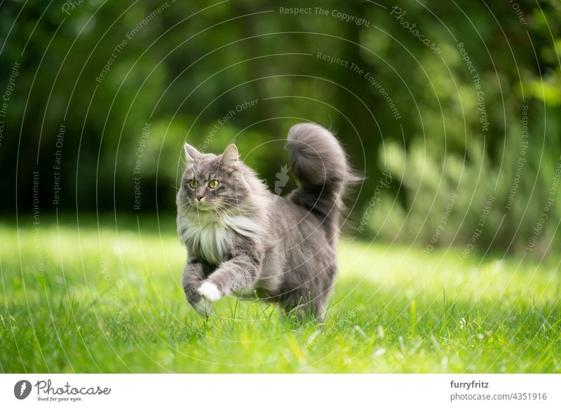 Katze mit flauschigem Schwanz läuft auf grünem Rasen im Freien Natur Haustiere fluffig Fell katzenhaft maine coon katze weiß blau grau Langhaarige Katze