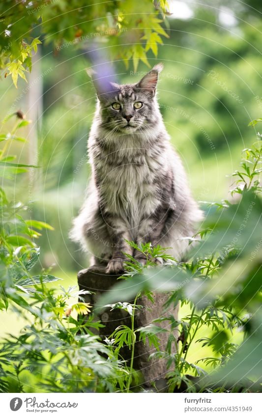 Waschbärkatze auf Steinsäule im Freien im Garten sitzend Katze Natur grün Rassekatze Haustiere fluffig Fell katzenhaft maine coon katze silber gestromt grau