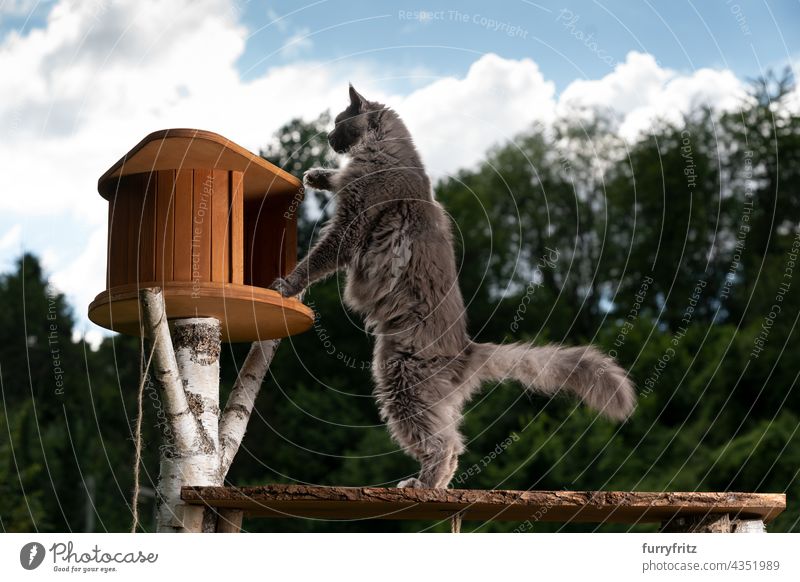 Neugierige graue Maine Coon Katze inspiziert neuen Kratzbaum im Freien Natur grün Rassekatze Haustiere fluffig Fell katzenhaft maine coon katze blau