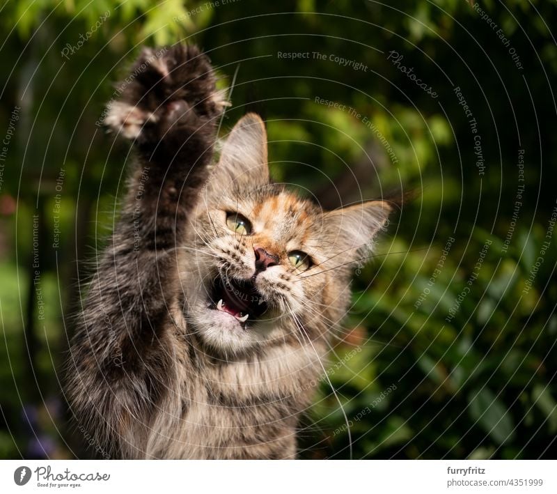 Kaliko Maine Waschbär Katze jagen Anheben der Pfote im Freien mit offenem Mund Natur grün Rassekatze Haustiere fluffig Fell katzenhaft maine coon katze