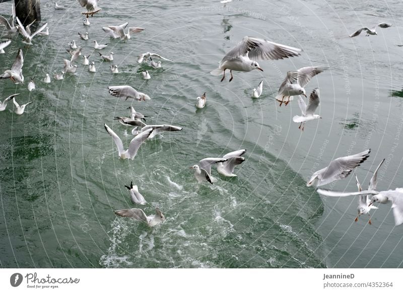fliegende Möwen vor Wasser Möwenvögel Vogel Natur Fluss Tag durcheinander Wildtier von oben Ton-in-Ton grau Gedeckte Farben Menschenleer Kälte kalt Möwenschwarm