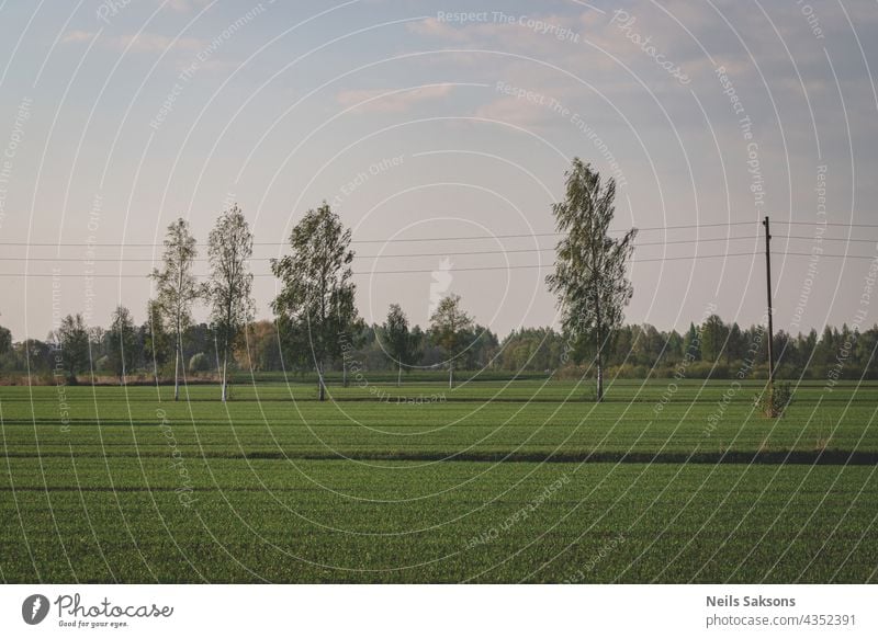 Linien auf dem Feld, Birken auf der Wiese, Frühlingslandschaft Sonnenlicht Infrastruktur Spannung Elektrizität Landschaft Sonnenuntergang Bauernhof Cloud