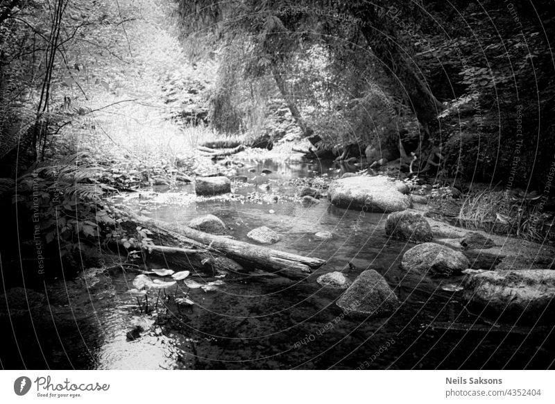 sonniger warmer Sommer mitten am Tag. Steine und Baumstämme in einem kleinen Fluss. Hartes Licht monochrom Felsbrocken Tourismus idyllisch Felsen Natur
