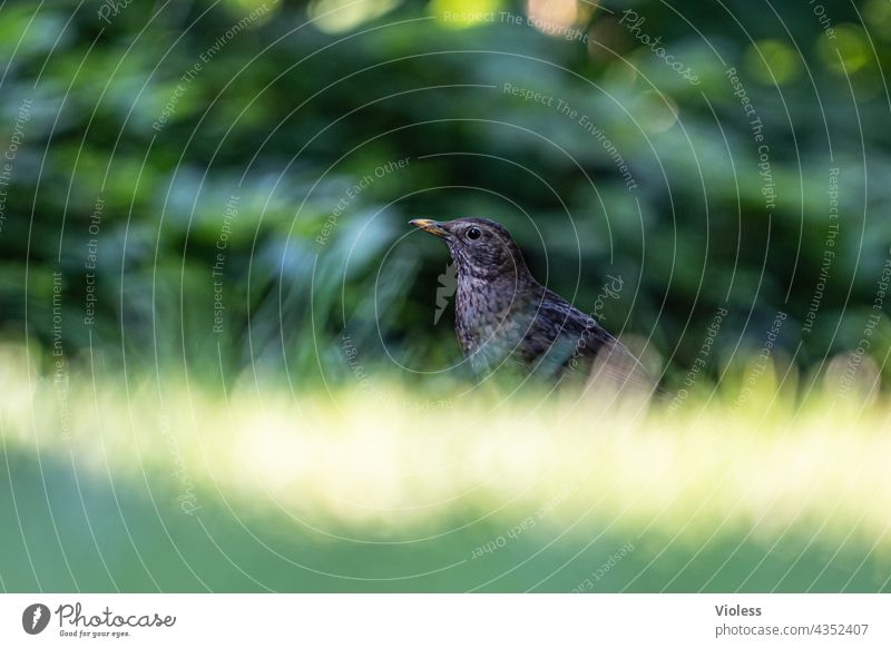 amsel, DROSSEL fink und star...... Vogel Drossel unschärfe Tier fauna natur