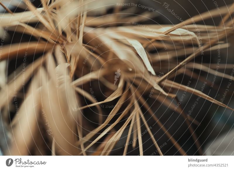 Chamaedorea elegans pflegeleicht vertrocknet tot trocken Blätter Blatt Unschärfe braun abgestorben trockenheit Wüste Wedel Palmwedel Struktur Hintergrund