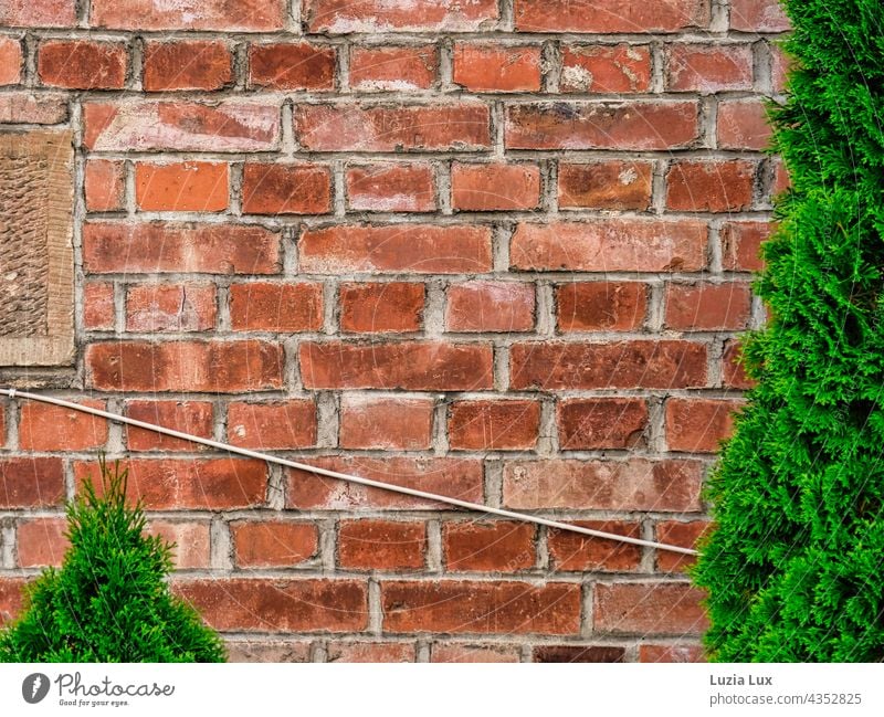 Immergrün und alte Kabel vor einer Backsteinmauer Mauer Backsteinwand Backsteinfassade rot Elektrik altmodisch Form immergrün Wand Fassade Außenaufnahme