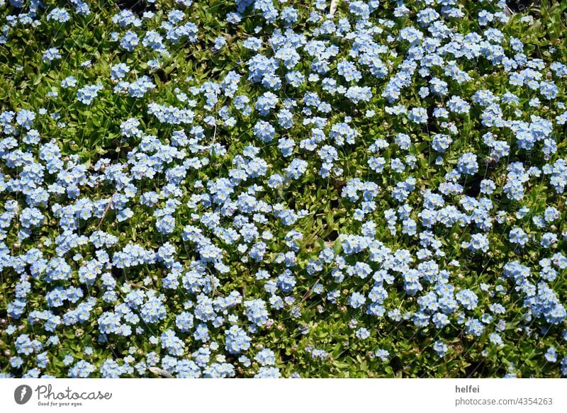 Blühende Sommerwiese mit blauen violetten Blumen Blüten und saftigen Gras Wiese Frühling Farbfoto grün Blumenwiese wildwiese sommer natur lichtung frühling