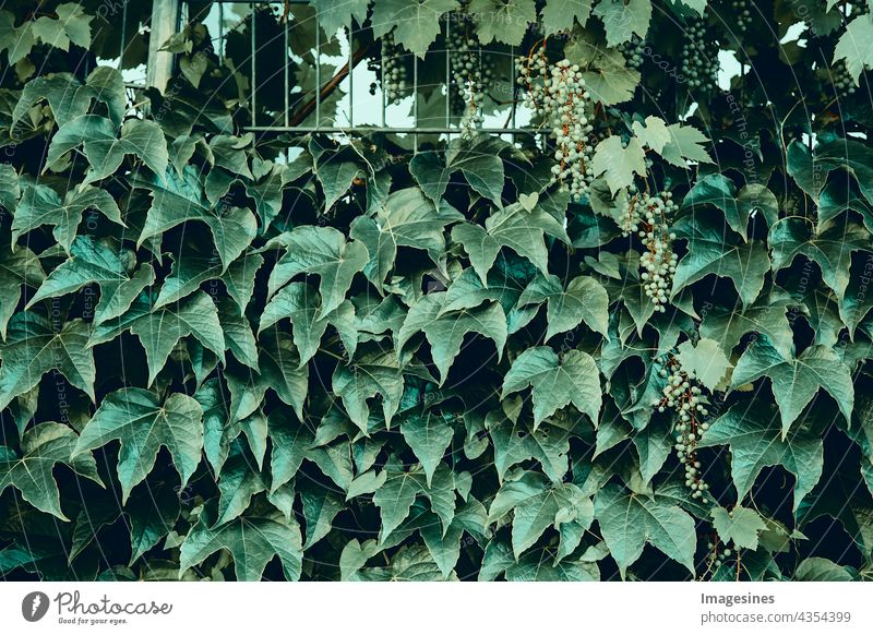 Gemeiner Efeu. Abstrakte grüne Blätter natürliche Wand. Grünpflanzenhintergrund. Heckenwand aus grünen Blättern. Grüne Pflanzentextur. abstrakt hintergründe