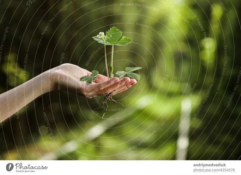 Umwelt Earth Day In den Händen der Bäume wachsen Setzlinge. Bokeh grünen Hintergrund Weibliche Hand hält Baum auf Natur Feld Gras Waldschutzkonzept. Erde