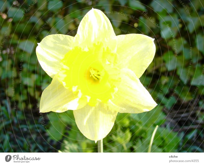 Flower Blume gelb Pflanze Frühling Osertglocke Natur Freiheit