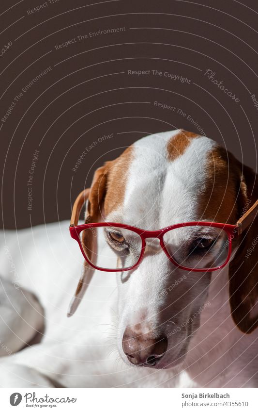 Homeoffice- Istrianer kurzhaarige Bracke trägt eine Lesebrille Hund Haushund Jagdhund Laufhund Schweißhund Meutehund Brille Rote Brille rot Hundehaltung lustig