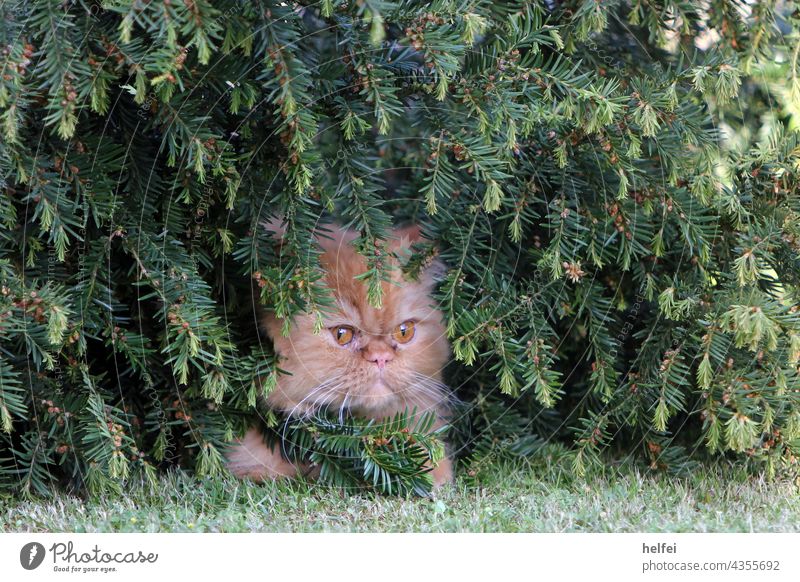 Perser Katze guckt grantig und versteckt sich in Büschen aus Nadelholz Perserkatze Tier Tiergesicht sitzen Blick nach hinten Blick in die Kamera Tierporträt