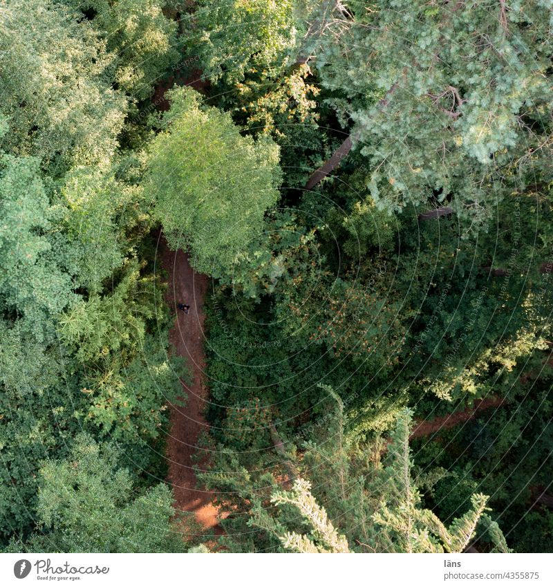 Drohne fliegt Waldweg an Weg Bäume Umwelt Natur Außenaufnahme Drohnenansicht Vogelperspektive Baum Farbfoto Wege & Pfade Landeplatz Landeanflug Mischwald