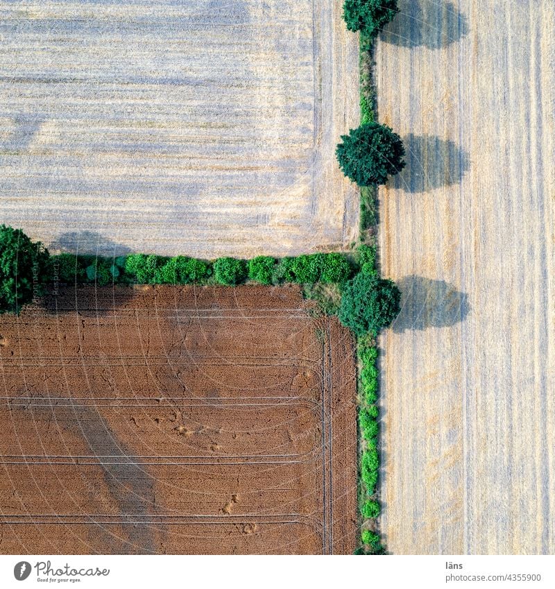 grüner schnitt l Knicklandschft Ackerland Getreide Vogelperspektive Menschenleer Feld Getreidefeld Außenaufnahme Landwirtschaft Sommer Drohnenansicht