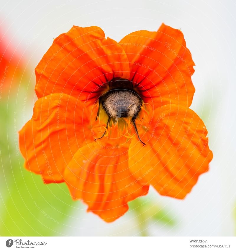 Nahaufnahme einer Hummel auf der Suche nach Pollen in einer Blüte der Kapuzienerkresse Pollensuche Nahrungssuche Blume Pflanze Kapuzinerkresse Kapuzinerblume