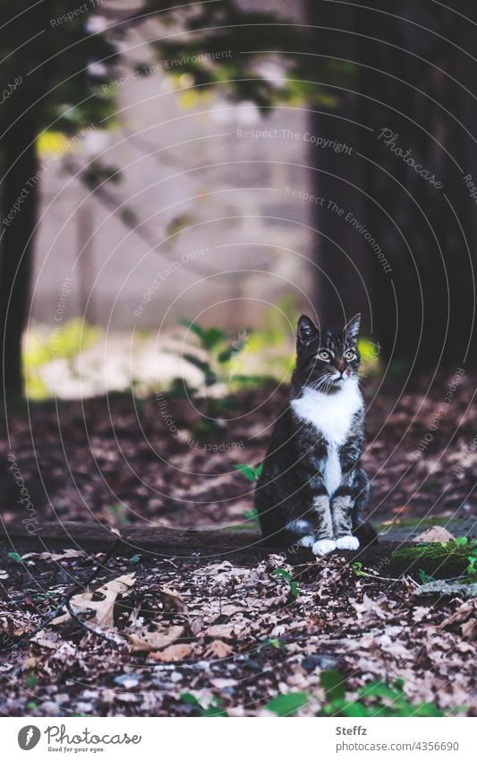 Saisonende | Blätterteppich im Angebot | Herbstkatze schaut Katze poetisch Ruhe Katzenbild herbstlich Hauskatze Haiku Mieze Herbstlaub Miezekatze Stille ruhig