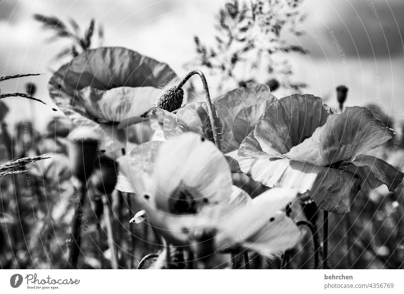 mo(h)ntagsblues Schwarzweißfoto Mohnfeld Pflanze Natur Frühling Blume Blüte blühen duftend wunderschön Kontrast Mohnblüte Blütenstaub Außenaufnahme Wärme