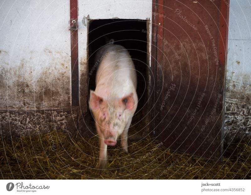 die Sau rauslassen Schwein Stall Nutztier Tierporträt Bauernhof Vorderansicht Schweinerei Saustall Viehzucht Schweinestall Landwirtschaft Hausschwein dreckig