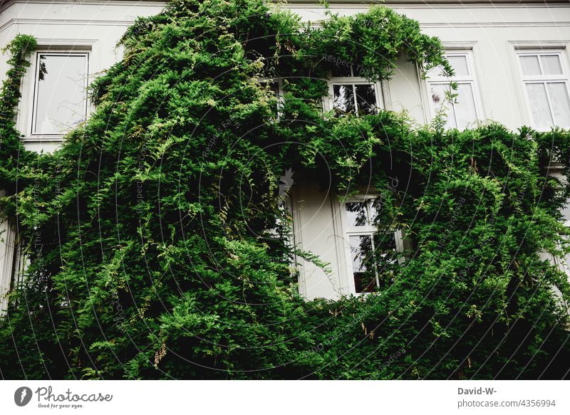 Ein mit Pflanzen bewachsenes Haus Fassade Grün Politik Efeu Ausbreitung Kletterpflanzen Wand Mauer Wachstum
