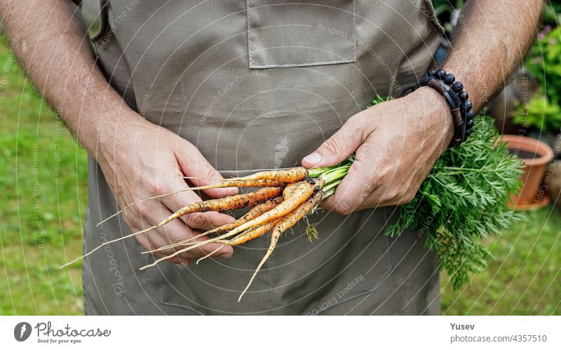 Menschliche Hände halten eine Karotte mit Blättern. Herbst Ernte Konzept. Landwirt Bio-Produkte. Gesunde Lebensmittel Landwirtschaft. Männliche Hände halten ein frisches Gemüse