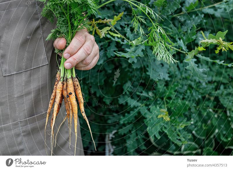 Bauer hält eine frische Karotte in der Hand. Herbst Ernte Konzept. Landwirt Bio-Produkte. Gesunde Lebensmittel Landwirtschaft. Mann hält ein frisches Gemüse in den Händen. Kopieren Raum