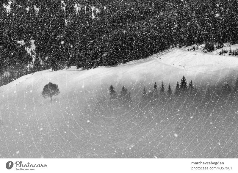 Panorama eines verschneiten Waldes an einem nebligen Wintertag in den österreichischen Alpen Berge u. Gebirge Baum Nebel Natur Schnee Umwelt Waldgebiet Morgen