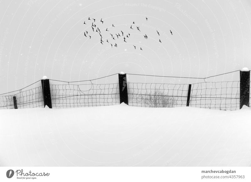 Zaun auf schneebedecktem Feld mit darüber fliegenden Vögeln. Monochromes Bild. im Freien Schnee Winter Wetter Natur Ruhe Umwelt reisen Frost gefroren Vogel Tier
