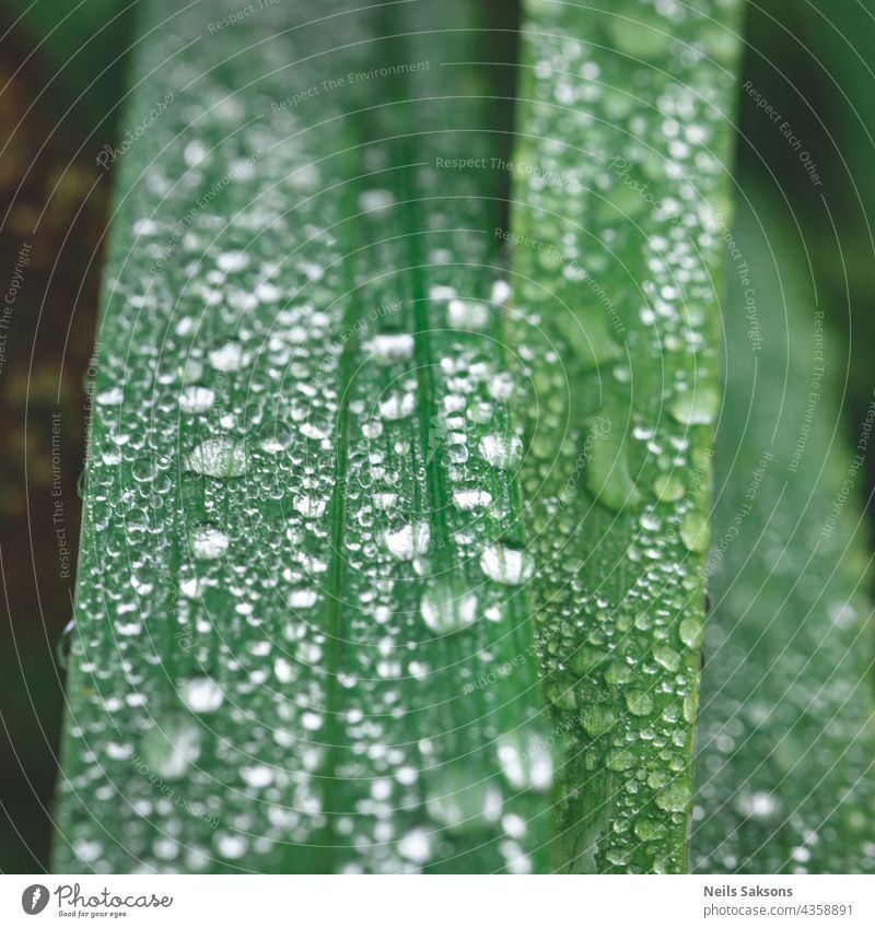 Frisches grünes Gras mit Wassertropfen, Nach dem Regen. Schöne Regentropfen auf den grünen Blättern, Regentropfen bedeckt die Stängel von grünem Gras Nahaufnahme. Abstrakter Hintergrund.