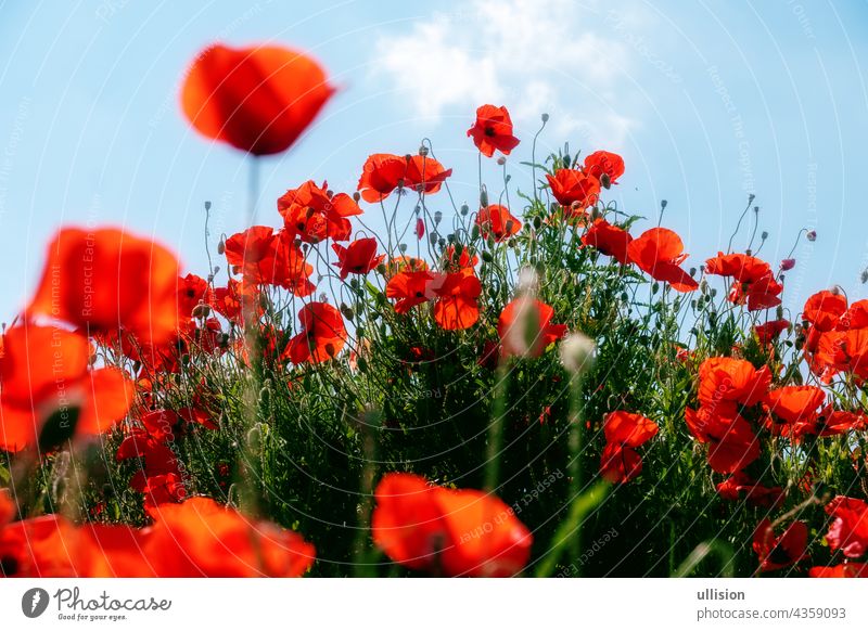 rote Mohnblumen im Vorder- und Hintergrund auf einem Hügel unter einem blauen Sommerhimmel Blumen Vordergrund Schräglage viele Himmel Szene Harmonie wild
