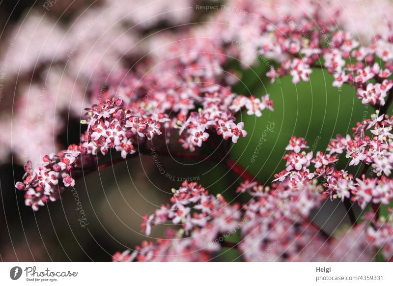 Zwischenräume | zwischen den Blüten des Schwarzen Holunders (Sambucus nigra) schwarzer Holunder Strauch schwarzer Flieder Holler Holder Heilmittel