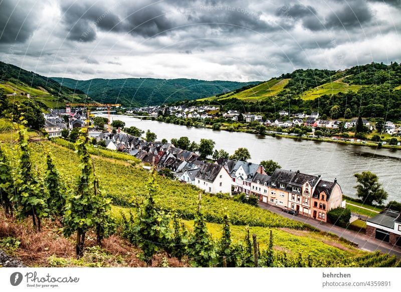 wein wandern Wege & Pfade Hunsrück Moseltal Weinbau Rheinland-Pfalz Mosel (Weinbaugebiet) Weinstock Weinberg Weintrauben Weinrebe Landschaft Berge u. Gebirge