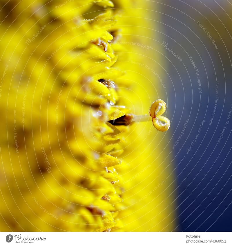 Gärtnern für Anfänger X - Eine Sonnenblume mal gaaanz nah mit der Makrolinse betrachtet. Blume Steingarten Pflanze Natur Außenaufnahme Farbfoto Menschenleer Tag