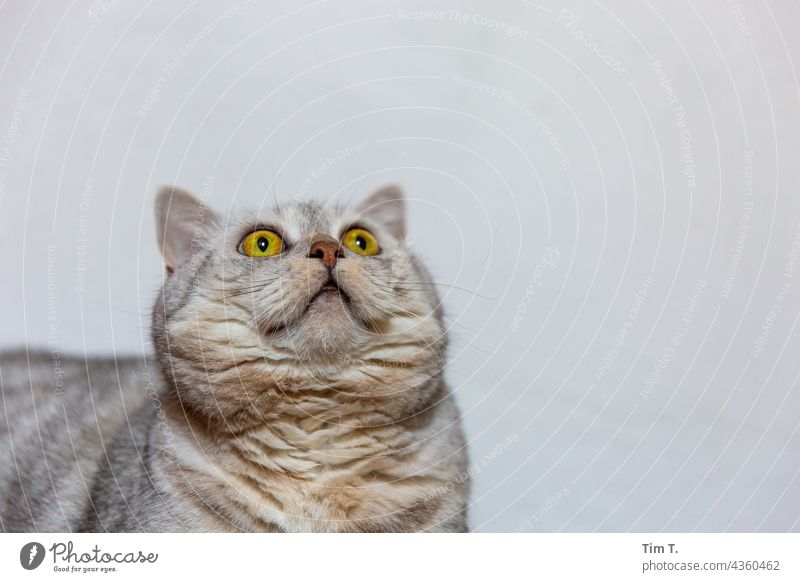 eine Katze blickt nach oben Fell Haustier getigert Blick Tierporträt Tiergesicht Schnurrhaar beobachten niedlich Katzenkopf Hauskatze Wachsamkeit Schnauze