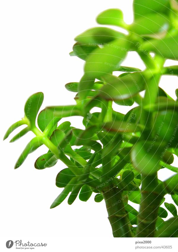 penny tree Pflanze Freisteller Hintergrundbild Gegenlicht Stil Fototechnik