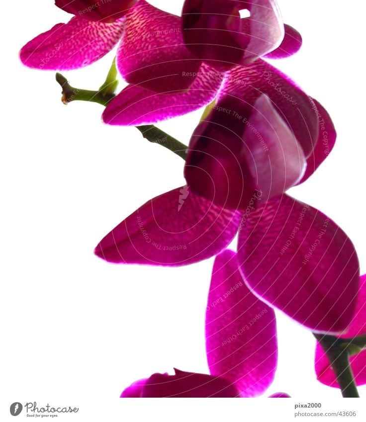 pink lilly Pflanze Freisteller Hintergrundbild Gegenlicht Stil Fototechnik