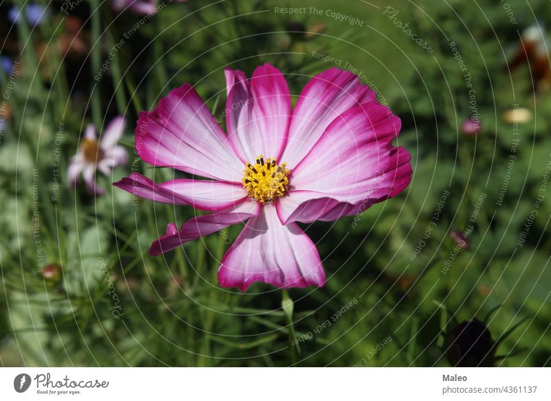 Lila Kosmos Blume auf einem grünen Hintergrund Herbst schön Schönheit Blütezeit Überstrahlung blau Botanik hell Feier Nahaufnahme Farbe farbenfroh