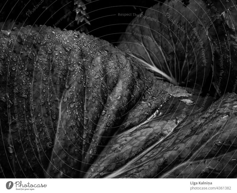 Blätter mit Wassertropfen in Schwarz und Weiß Blatt Natur Schwarzweißfoto Regen Pflanze nass Damp Nahaufnahme Makroaufnahme Detailaufnahme Tropfen Tau Licht