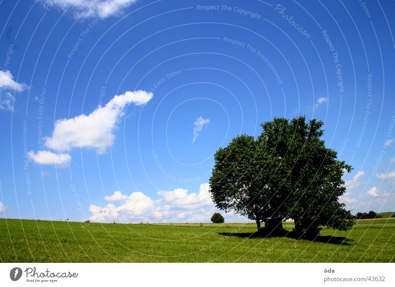 baum auf blaugrün Baum Wolken Gras Wiese Einsamkeit Himmel Aussicht Landschaft