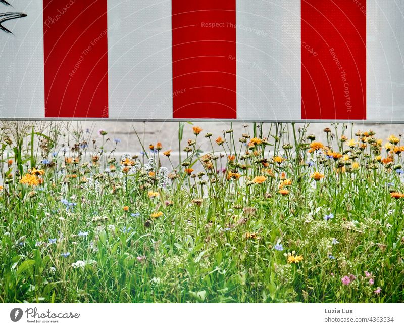 Leitplanke rot und weiss, darunter blüht es Verkehr Straße Blüten Blumen Sommer Stadt bunt hübsch hell sommerlich Pflanze schön natürlich Farbfoto