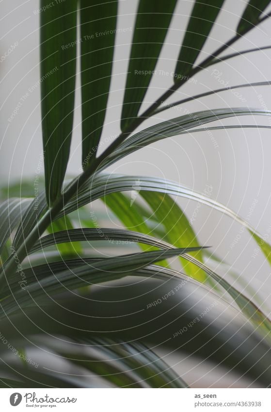 Palmenwedel Goldfruchtpalme grün Pflanze Blatt Natur Nahaufnahme Sommer Ferien & Urlaub & Reisen Menschenleer Farbfoto grau Hintergrund neutral Außenaufnahme