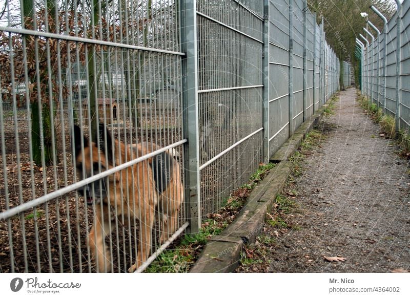 Deutscher Schäferhund aus dem Tierheim Hund Zwinger Haustier eingesperrt Wachsamkeit Wege & Pfade Zaun Wachhund Menschenleer Hunderasse züchten Hundehütte
