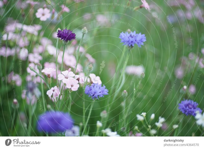 Blaue Kornblumen und Rosa farbige Wiesen Kräuter in farbenfroher Zusammensetzung Wegesrand Sommer Pflanze Außenaufnahme Umwelt Menschenleer Blüte natürlich